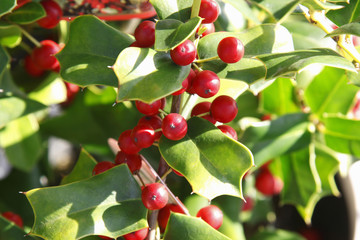 クリスマスホーリー