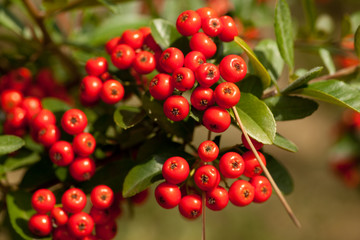 Vogelbeeren