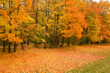 golden maple trees in the park