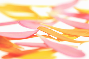ガーベラの花びら
