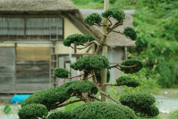 日本の庭木