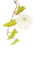 Convulius flower