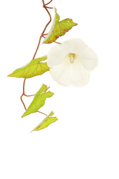 Convulius flower