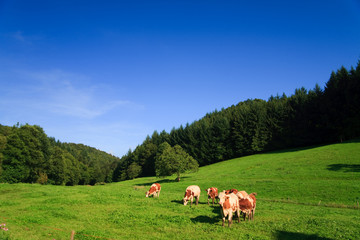 cows on a green field on a suny day with blue sky