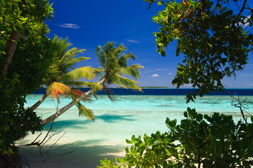 Tropical Paradise at Maldives - obrazy, fototapety, plakaty