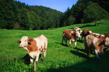 Fototapeta na wymiar cows on a green field on a suny day with blue sky