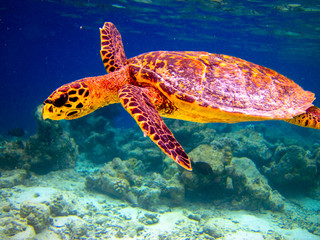Fototapeta premium Hawksbill Turtle swiming like flying