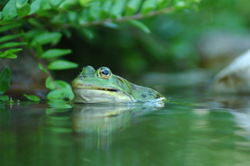 Frosch