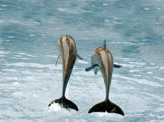 Raamstickers Dolfijnen © chestra