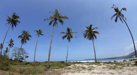 Fototapeta premium palm tree