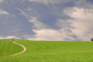 Wiese im Schwarzwald