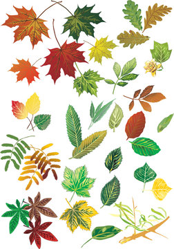 fall foliage set