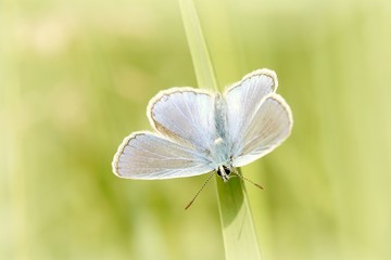 Blue butterfly rests on the blade of grass in the early morning