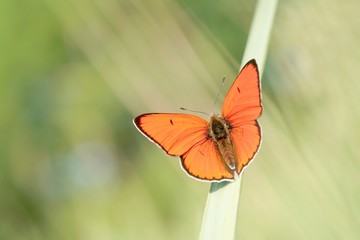 Butterfly rests on the blade of grass in the early morning