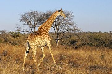 La savana è la mia casa