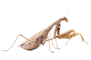 female praying mantis