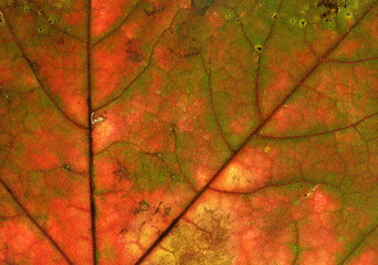 Orange fall leaf macro background.