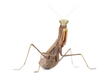 brown praying mantis