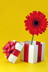 gift and red flower