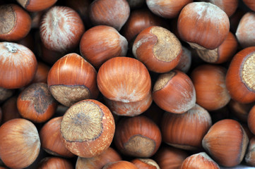 hazeknuts close up