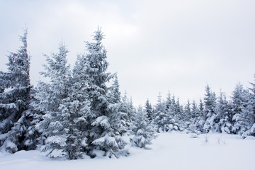 Obraz premium Winter tree