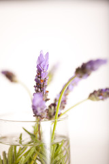 lavender flowers in water