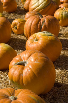 Pumpkins (vertical)