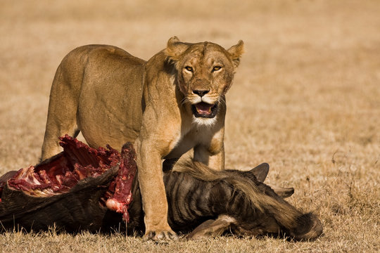 L&ouml;we mit Beute 1
