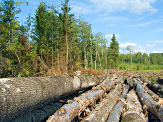 chopping wood