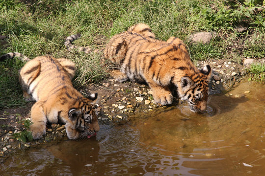 durstige Tigerkinder