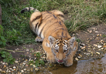 Fototapeta na wymiar Tigerbaby