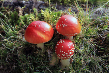 3 Fliegenpilze - three fly agarics