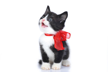 beautiful small kitten with red ribbon