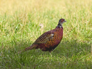 young pheasant