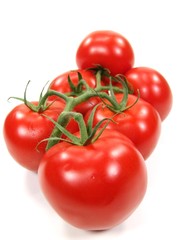 Tomato