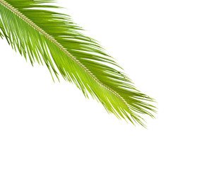 Obraz premium Palm leaf isolated on white background