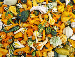 Many colorful gourds background