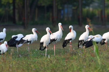 Ciconia ciconia - White Stork (2) - obrazy, fototapety, plakaty