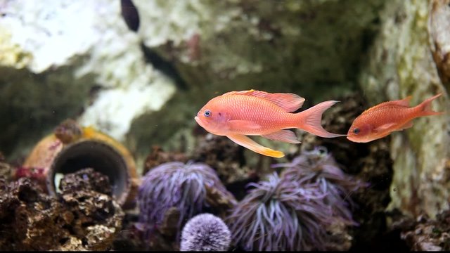 couple de poisson tropicaux