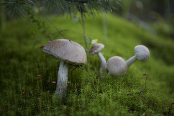several mushrooms in the forest
