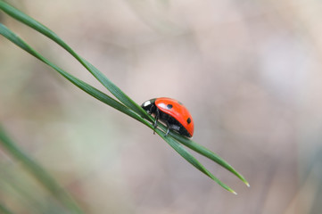 ladybird