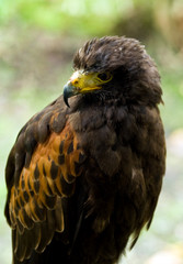 Harris hawk looking