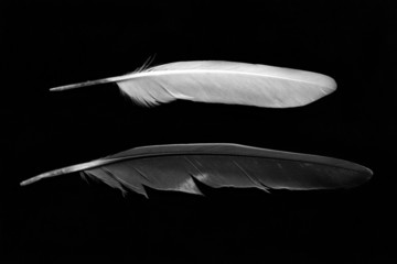 Obraz premium Feathers isolated on black background. Black and white image