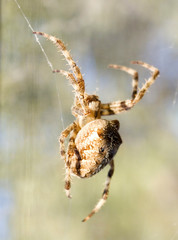 Araneus diadematus