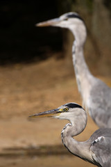 Graureiher oder Fischreiher