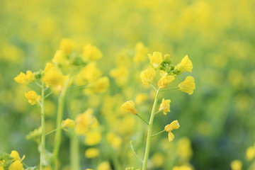 菜の花