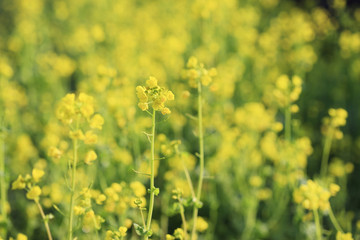 Fototapeta premium 菜の花