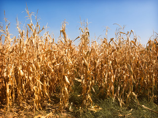 Cornfield © Željko Radojko