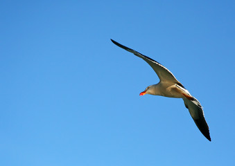 Pacific Gull with Copy Space