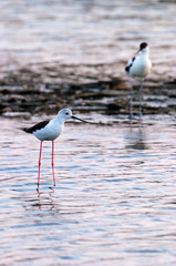 Black-Winged Stilt and avocet